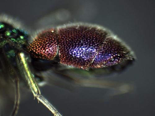 Réf. 314 300 : Chrysis comparata
